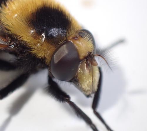 Volucella bombylans